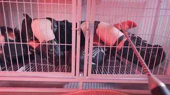 【悠米】《欠债人妻4》和被驯服的妖艳人妻玩起了K9+电棍击打+狗奴爬行+项圈+AV棒强羔+吊脖缚+对镜玩弄+跪缚+狗笼+关在笼子里学猫叫+SP